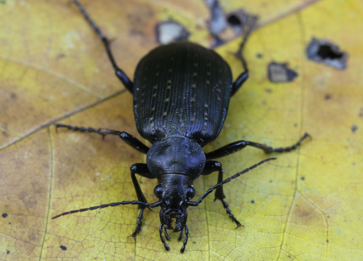 European Ground Beetle